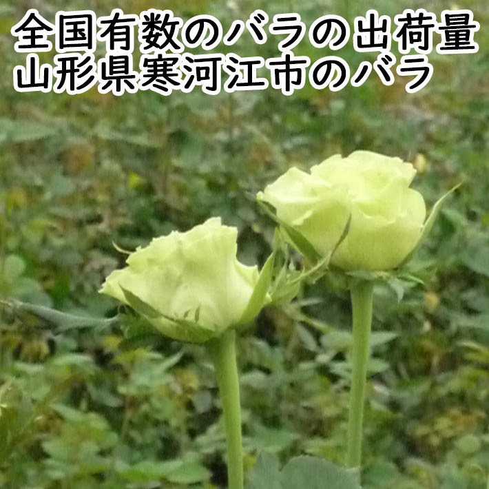 米粉のかりんとう&バラのミニブーケ 3
