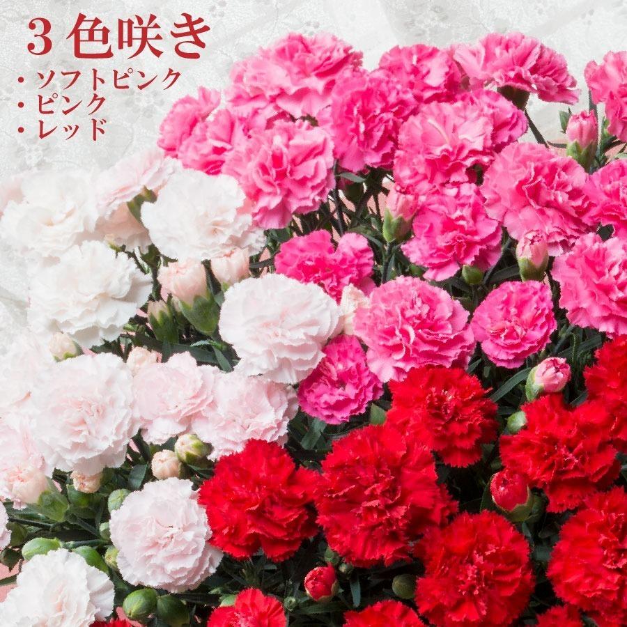カーネーション 鉢植え 3