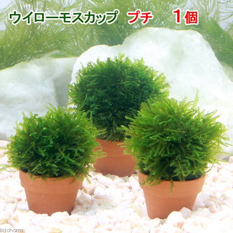 育成済 ウィローモス カッププチ 2