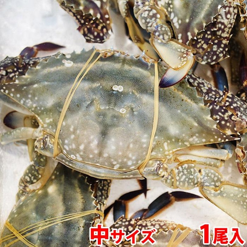 ワタリガニ 1