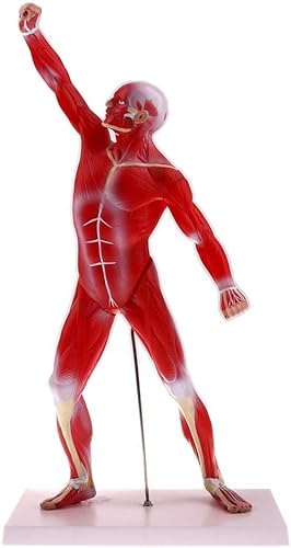 Lucky歯科 解剖学 人体筋肉模型 2