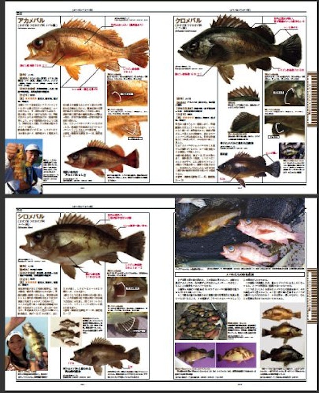 海の魚 大図鑑 5