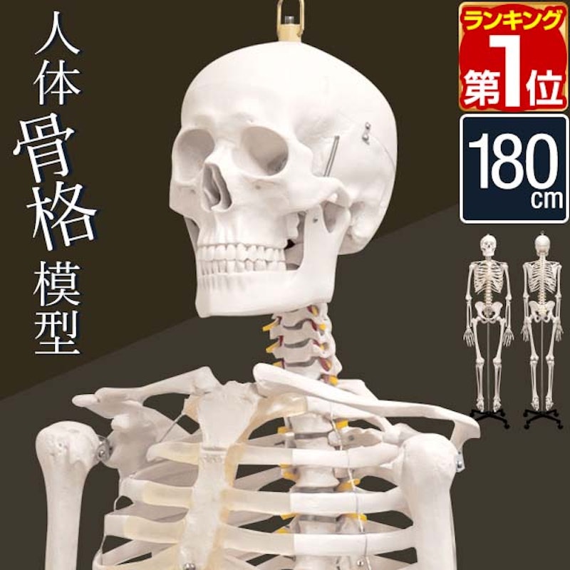 人体骨格模型 1