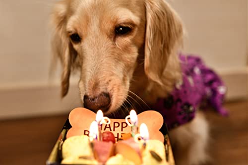 犬用ケーキ 4