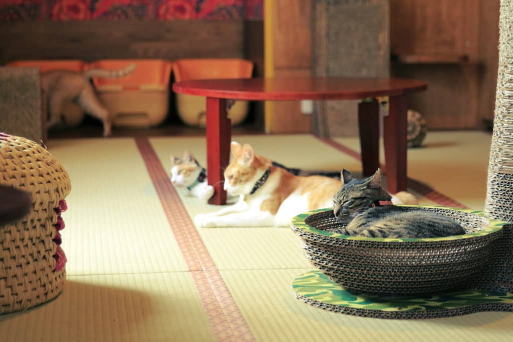 東京都内の猫カフェおすすめ人気ランキング12選【里親探しのカフェも 