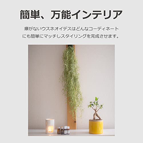 フェイク 観葉植物  2