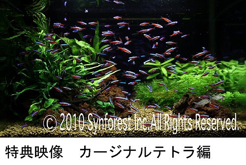 熱帯魚映像図鑑 バーチャル・アクアリウム 12