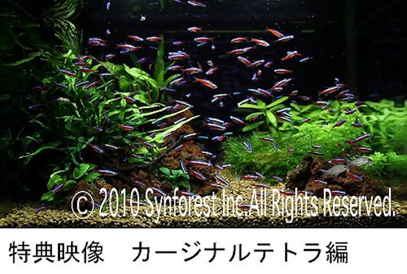 熱帯魚映像図鑑 バーチャル・アクアリウム 12
