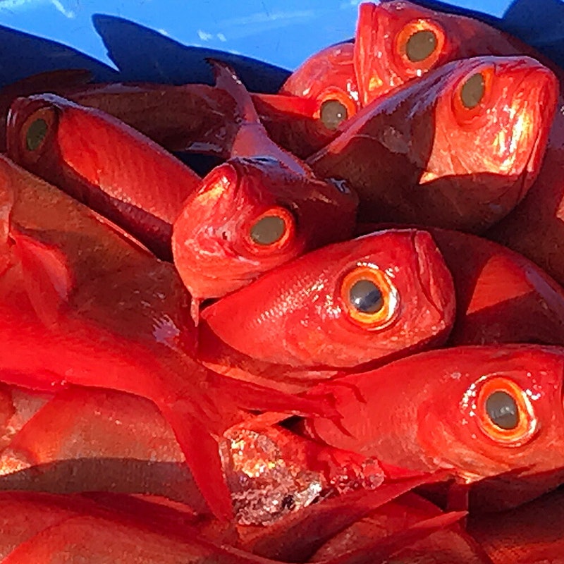 きんめ缶 5