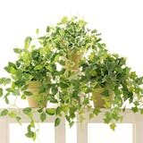 光触媒で加工された観葉植物のおすすめ人気ランキング【2026年6月】 3