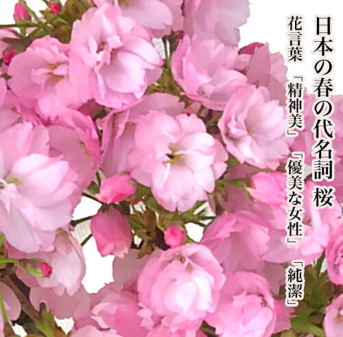 旭山桜 2