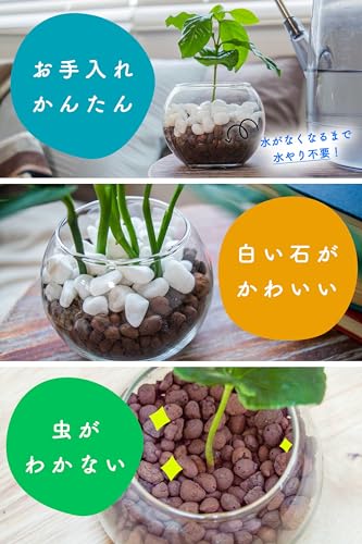 観葉植物 4