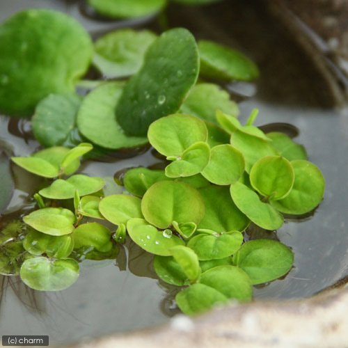 シラサギカヤツリとコブラグラス - 水草