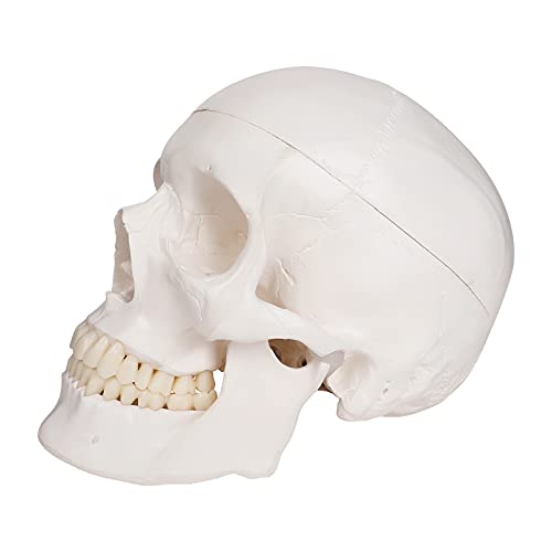 実物大 頭蓋骨 レプリカ あごが動く可動式 骸骨 骨格標本 骨格模型