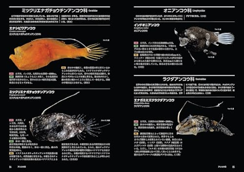 日本の深海魚図鑑 5