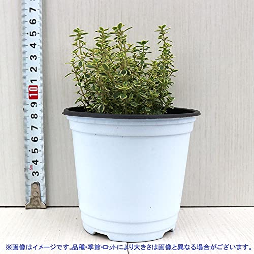 ゴールデンレモンタイム 6