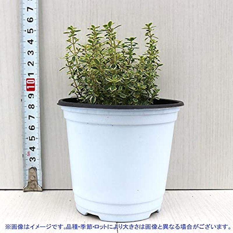 ゴールデンレモンタイム 6