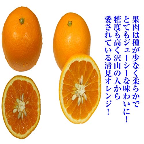  訳あり 清見オレンジ 3