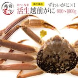 越前ガニ通販のおすすめ人気ランキング【2026年5月】 5