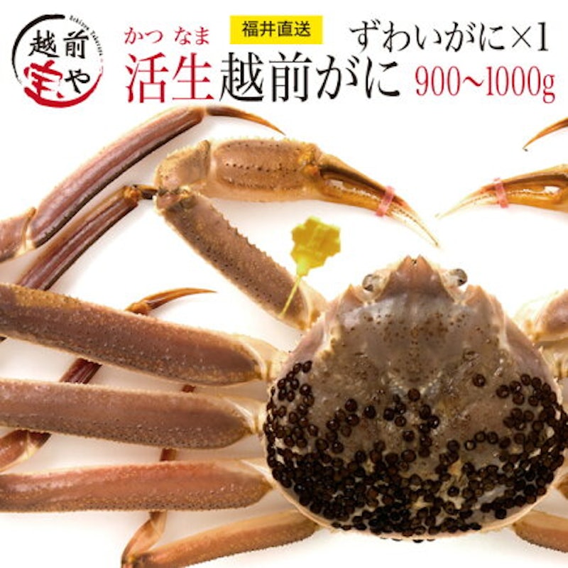 活生越前ガニ 1