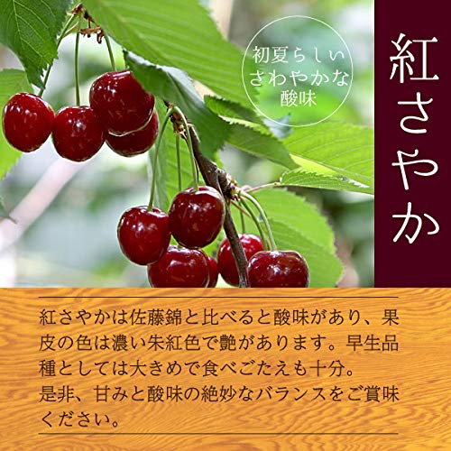 さくらんぼ 紅さやか Mクラス以上 2