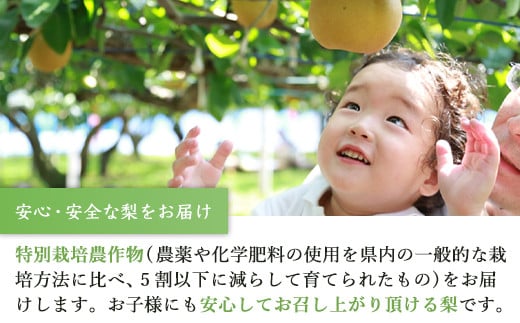今が食べ頃 特栽 旬の梨 5