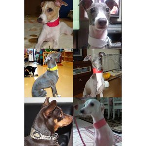 イタグレミニピン用革首輪 5