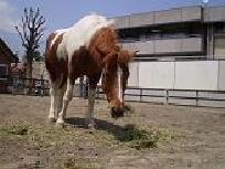 碑文谷公園 こども動物広場 2