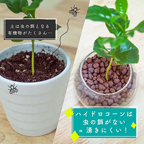 コーヒーの木 ハイドロカルチャー 5