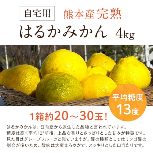 はるかみかん 2