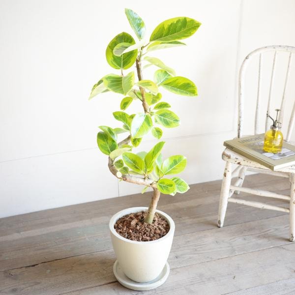 フィカス・アルテシマのおすすめ人気ランキング【2025年】 | マイベスト