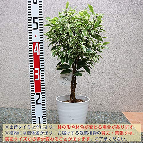 フィカス ベンジャミナ ニコル（斑入リ葉） 2