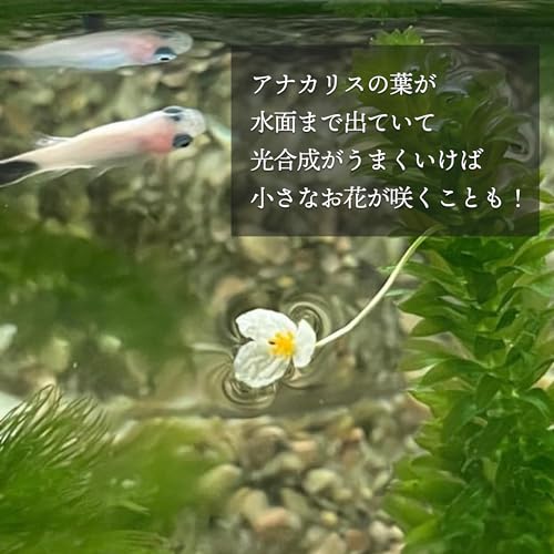 アナカリス 5