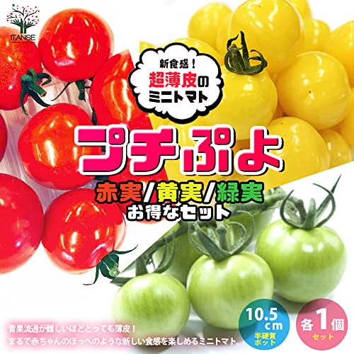 プチぷよ 赤実/黄色実/グリーン  3色セット 2