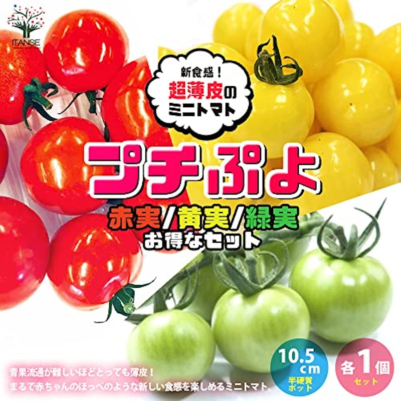 プチぷよ 赤実/黄色実/グリーン 3色セット 2