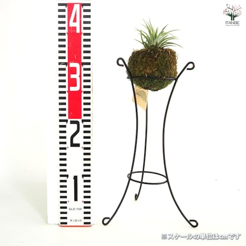 チランジア イオナンタ 苔玉仕立て 3
