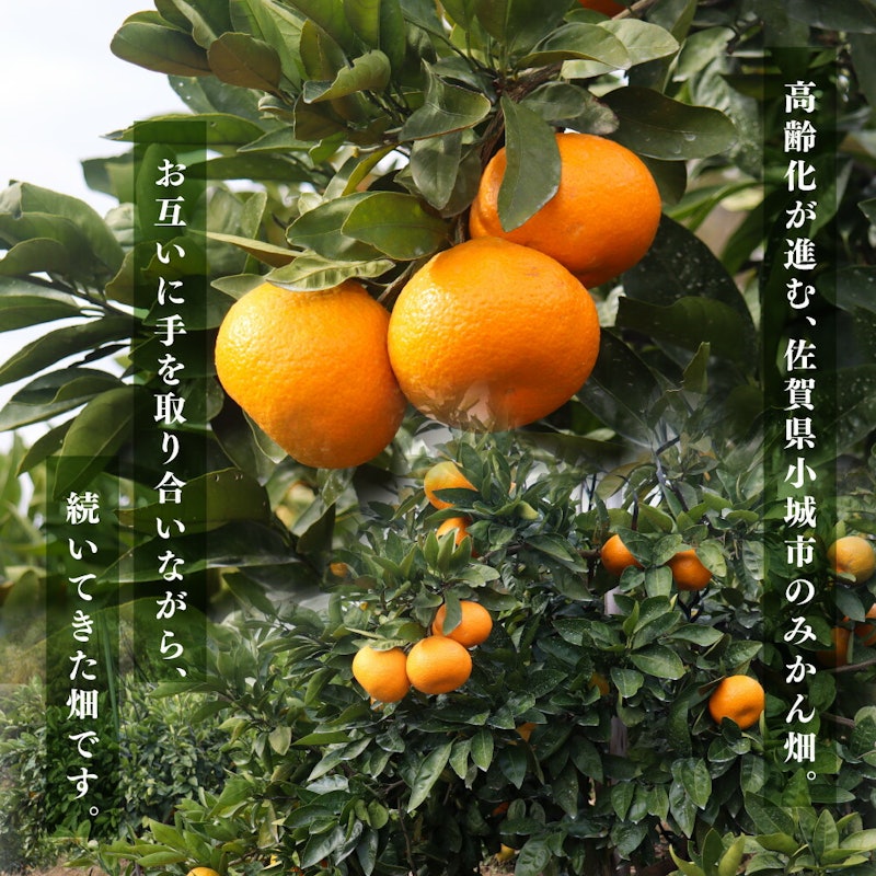 国産無添加 ドライみかん 3
