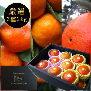 高級みかんのおすすめ人気ランキング【2025年11月】 | マイベスト