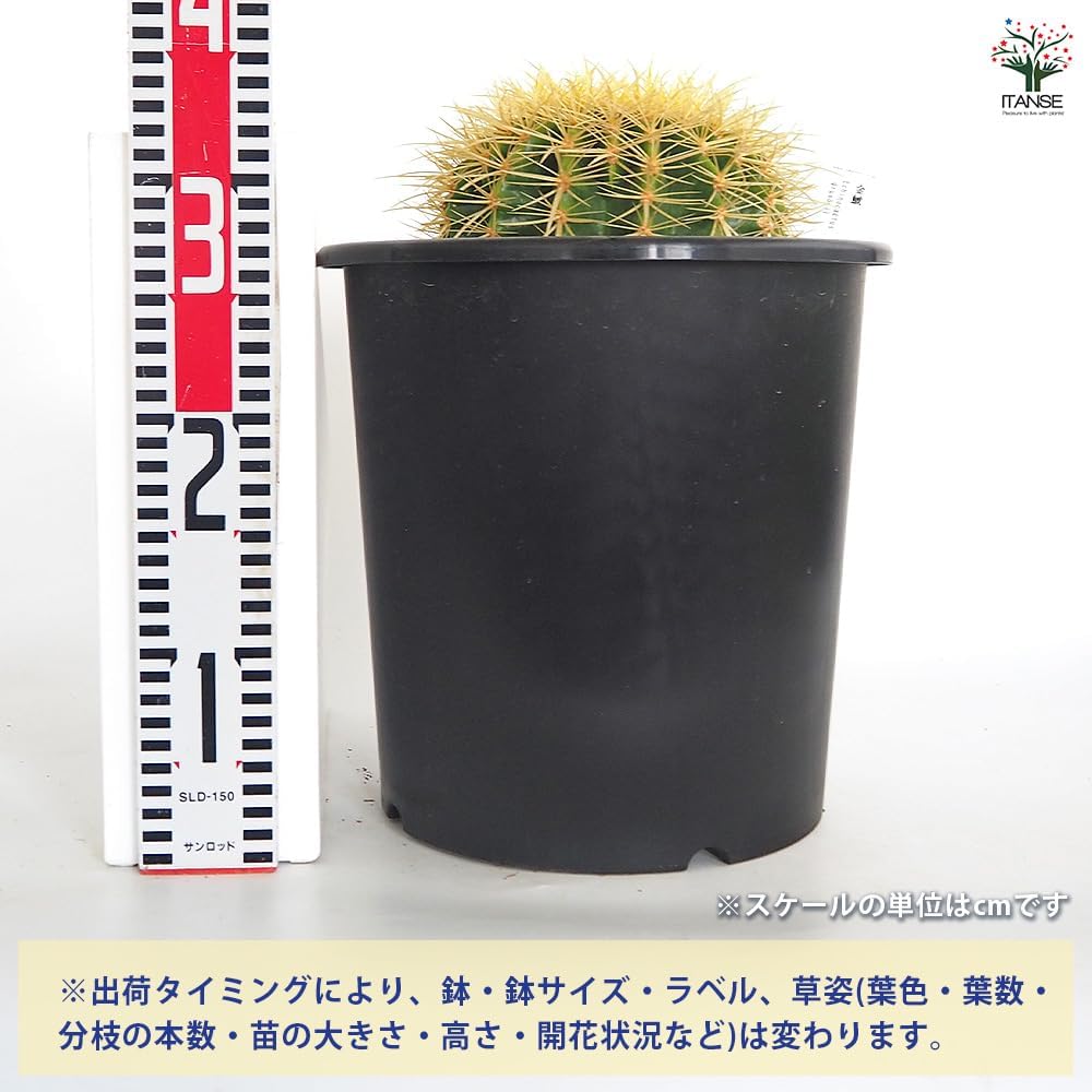 サボテン 金鯱 3