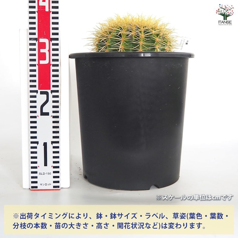 サボテン 金鯱 3