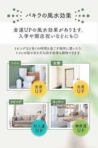 パキラ 7