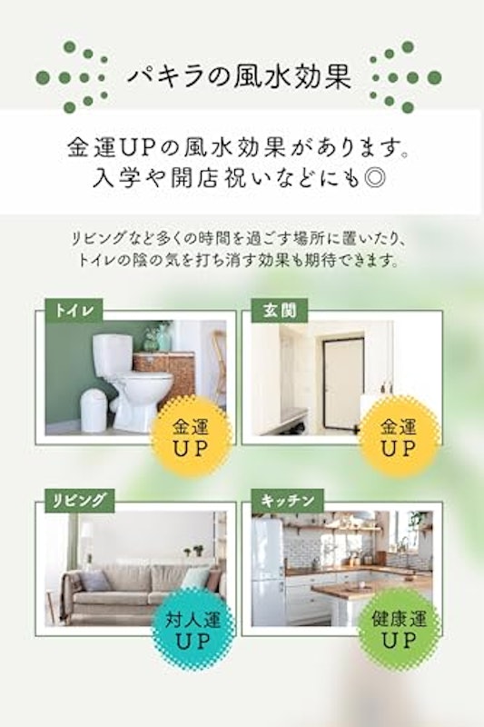 パキラ 7