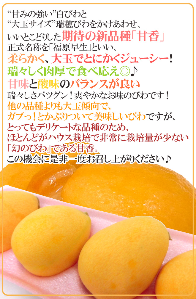 甘香 秀品びわ 3
