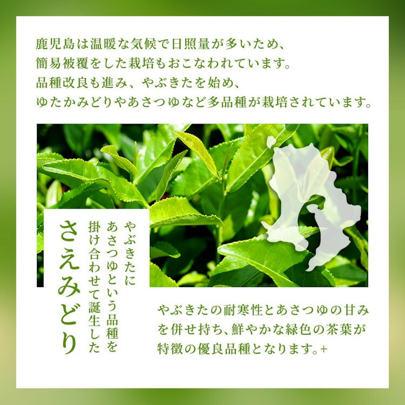 日本茶 さえみどり 4