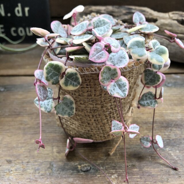 21年 多肉植物のおすすめ人気ランキング10選 Mybest