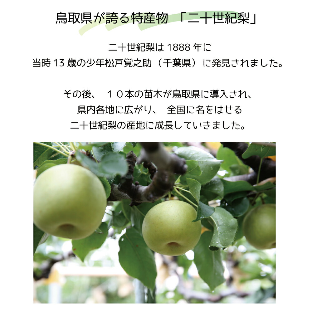 鳥取二十世紀梨ゼリー 感動です。 3