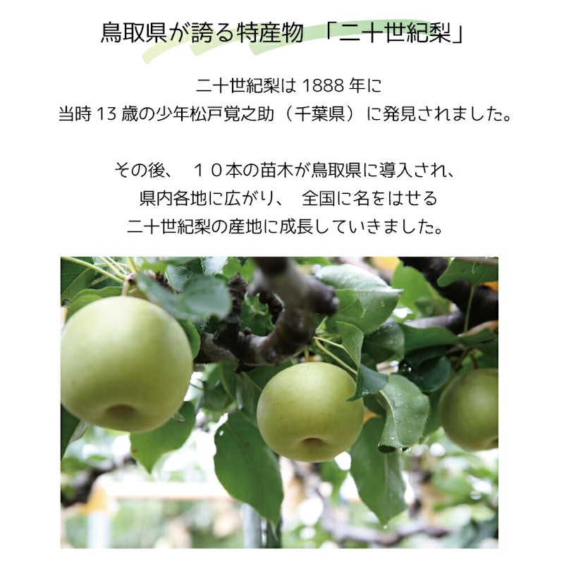 鳥取二十世紀梨ゼリー 感動です。 3