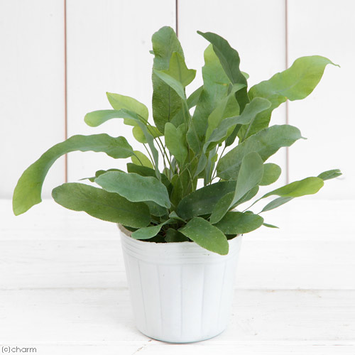 珍しい観葉植物のおすすめ人気ランキング【2026年6月】 3