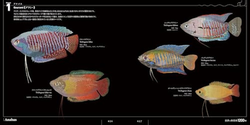 世界の熱帯魚1200種 ウロコ1枚から設計ソフトで緻密に構築 2