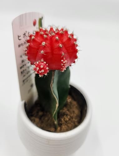緋牡丹接ぎ木サボテン 1